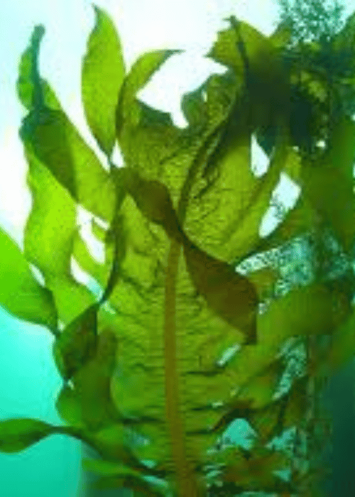 Fucoxanthin From Sea Weeds